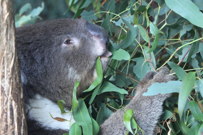 koala